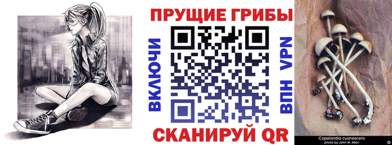 Псилоцибиновые грибы Psilocybine cubensis  кракен ТОР  Козельск 